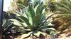 Photo of Genus=Agave&Species=salmania&Common=&Cultivar=