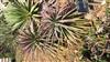 Photo of Genus=Yucca&Species=de-smetiana&Common=&Cultivar=