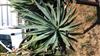 Photo of Genus=Agave&Species=fourcroydes&Common=&Cultivar=