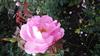 Photo of Genus=Rosa&Species=spp&Common=&Cultivar=skylark