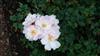 Photo of Genus=Rosa&Species=spp&Common=&Cultivar=scarborough fair