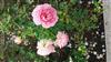 Photo of Genus=Rosa&Species=spp&Common=&Cultivar=jubilee celebration