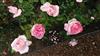 Photo of Genus=Rosa&Species=spp&Common=fraginard&Cultivar=
