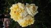 Photo of Genus=Rosa&Species=spp&Common=&Cultivar=chippendale