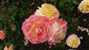 Photo of Genus=Rosa&Species=spp&Common=&Cultivar=aquarelle