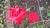 Photo of Genus=Rosa&Species=spp&Common=&Cultivar=jacques prevert