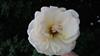 Photo of Genus=Rosa&Species=spp&Common=&Cultivar=princesse charlene de monaco