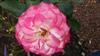 Photo of Genus=Rosa&Species=spp&Common=&Cultivar=Jubilee du Prince de Monaco