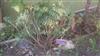 Photo of Genus=Polygala&Species=myrtifolia&Common=&Cultivar=