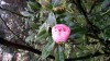 Photo of Genus=Camellia&Species=japonica&Common=Rose of Winter&Cultivar=
