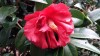 Photo of Genus=Camellia&Species=japonica&Common=Ville de Nantes Rose of Winter&Cultivar=ville de nantes