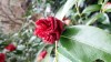 Photo of Genus=Camellia&Species=japonica&Common=Ville de Nantes Rose of Winter&Cultivar=ville de nantes