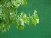 Photo of Genus=Populus&Species=deltoides&Common=Eastern Cottonwood&Cultivar=
