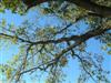 Photo of Genus=Populus&Species=deltoides&Common=Eastern Cottonwood&Cultivar=