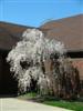 Photo of Genus=Prunus&Species=subhirtella var. pendula&Common=Weeping Cherry&Cultivar=