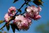 Photo of Genus=Prunus&Species=serrulata&Common=Kwanzan Double Flowering Cherry&Cultivar='Kwanzan'