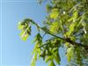 Photo of Genus=Quercus&Species=alba&Common=White Oak&Cultivar=
