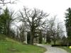 Photo of Genus=Quercus&Species=macrocarpa&Common=Bur Oak&Cultivar=