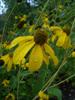 Photo of Genus=Rudbeckia&Species=nititda&Common=Autumn Sun Coneflower&Cultivar='Autumn Sun'