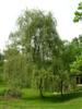 Photo of Genus=Salix&Species=babylonica&Common=Babylon Weeping Willow&Cultivar=
