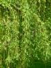 Photo of Genus=Salix&Species=babylonica&Common=Babylon Weeping Willow&Cultivar=