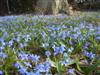 Photo of Genus=Scilla&Species=siberica&Common=Siberian Squill&Cultivar=