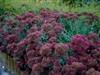 Photo of Genus=Sedum&Species=telephinum&Common=Autumn Joy Sedum&Cultivar='Autumn Joy'