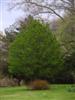 Photo of Genus=Sorbus&Species=alnifolia&Common=Korean Mountain Ash&Cultivar=
