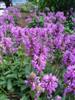 Photo of Genus=Stachys&Species=officinalis&Common=Wood Betony&Cultivar=