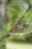 Photo of Genus=Taxodium&Species=ascendens&Common=Pond Cypress&Cultivar=