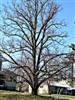 Photo of Genus=Tilia&Species=cordata&Common=Littleleaf Linden&Cultivar=