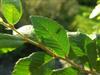 Photo of Genus=Ulmus&Species=parvifolia&Common=Lacebark Elm or Chinese Elm&Cultivar=