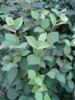 Photo of Genus=Viburnum&Species=x juddii&Common=Judd  Viburnum&Cultivar=