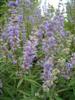 Photo of Genus=Vitex&Species=agnus-castus&Common=Chastetree&Cultivar=