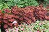 Photo of Genus=Solenostemon&Species=&Common=Colorblaze Keystone Kopper Coleus&Cultivar=Colorblaze Keystone Kopper