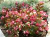 Photo of Genus=Begonia&Species=&Common=&Cultivar=Big Rose with Bronze Leaf