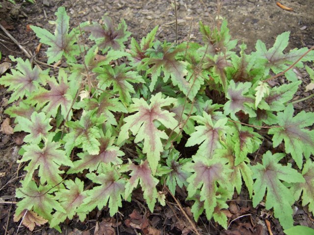 Picture of Tiarella  'Sugar 