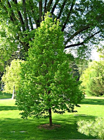 Tilia americana tiliaamericanaspringgroveyoungtree(Small).jpg