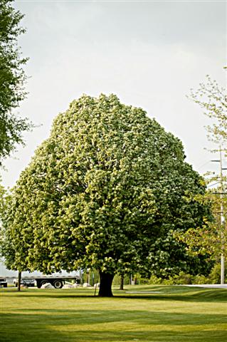 Picture of Tilia cordata  Littleleaf Linden