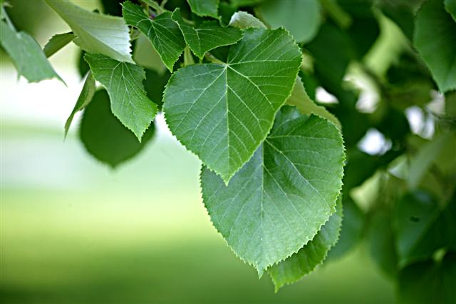 Picture of Tilia cordata  Littleleaf Linden