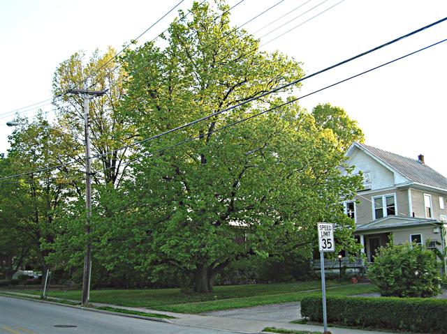 Picture of Tilia cordata  Littleleaf Linden