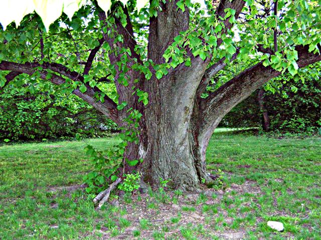 Picture of Tilia cordata  Littleleaf Linden