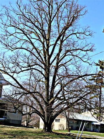 Picture of Tilia cordata  Littleleaf Linden