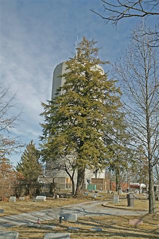 Picture of Tsuga canadensis  Eastern Hemlock