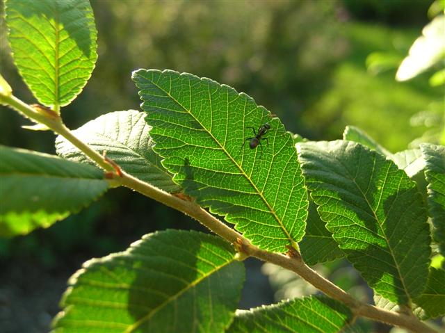 Picture of Ulmus parvifolia  Lacebark Elm or Chinese Elm