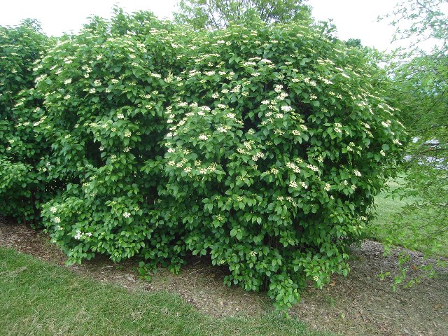 Picture of Viburnum dentatum  Arrowwood Viburnum