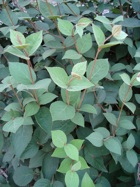 Picture of Viburnum x juddii  Judd  Viburnum