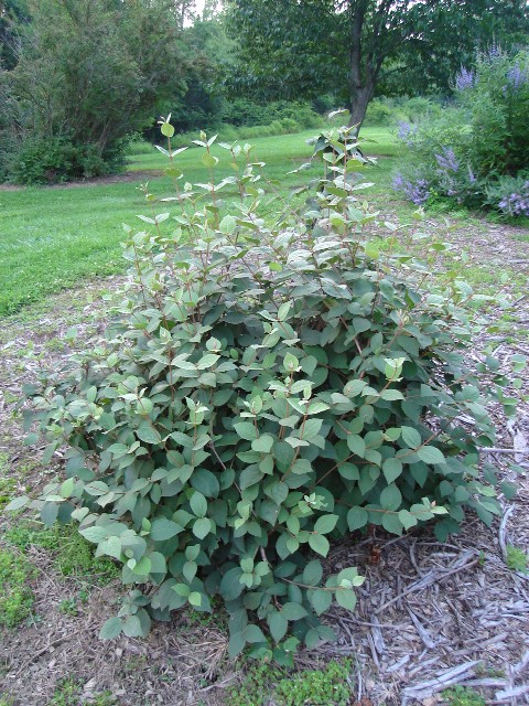 Picture of Viburnum x juddii  Judd  Viburnum