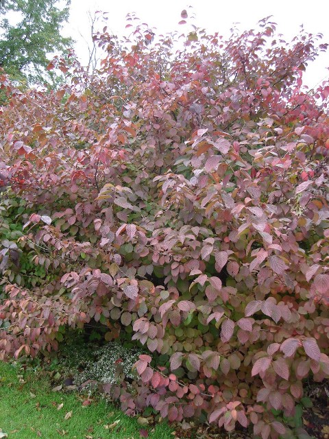 Picture of Viburnum plicatum f. plicatum 'Popcorn' Popcorn Doublefile Viburnum