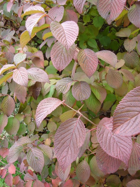 Picture of Viburnum%20plicatum%20f.%20plicatum%20'Popcorn'%20Popcorn%20Doublefile%20Viburnum